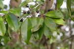 Carolina laurelcherry